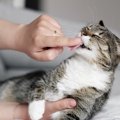 猫が『人の指を舐める』理由4つ　おすすめの応え方を解説！