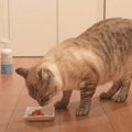 元野良猫が初めてマグロを食べたときの反応……思わずほっこりしちゃう…