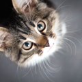 猫が飼い主に熱い視線を送る９つの心理