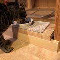 認知症でグルグル回って食べられない高齢猫のための「お食事台」を作…