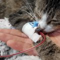 猫の『貧血』はどうしたらいいの？見逃しNGの初期症状と原因や治療法も