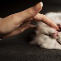 子猫が噛むことの意味やそのしつけ方について