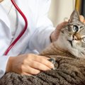 猫の「突然死」を引き起こす原因3つ　予防する方法はある？