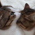 猫の兄妹が見せた『鼻先の温め方』が話題に　仲睦まじい様子に「これは温…