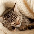 猫も寝ている時に『夢』を見るの？3つのパターンと寝相も合わせて解説！
