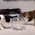 金魚鉢に入る猫ちゃんが見たい！小さめだけど無事に入ることはできるのか…