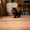 【話題】美猫ミヌエットさんが歩いているだけ♡ネット民ざわつく！