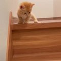 子猫が『初めての階段』に挑戦した結果…マイペースな行動に5万2000人悶絶…