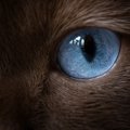 猫の魅力的な『目の色』5選♡それぞれの特徴や秘密を徹底解説！