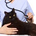 猫の『鼻血』は危険サイン！原因となる病気や受診が必要な症状・応急…