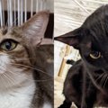 伊豆山土石流災害から保護された猫たち…懸命な治療に応える姿に涙