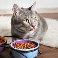 『食いしん坊の猫』に注意すべきこと4つ！適切な対処法や育て方とは？