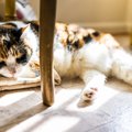 猫も『自律神経失調症』にかかる？気になる症状や予防法、治療法を解説