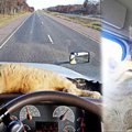飼い猫を亡くしたトラック運転手…保護猫と出会い幸せなドライブへ！