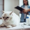 猫を『動物病院』に連れていく頻度は？年代別に最適な受診のタイミン…