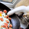 猫の『健康状態』に悪影響を及ぼす絶対禁止行為3つ