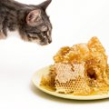 猫に「ハチミツ」をあげてもいい？与えることのメリット・デメリット…