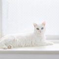 柴咲コウはどんな猫を飼ってるの？名前や種類、インスタ写真などを紹介