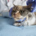 猫が痙攣を起こす原因と対処法