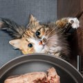 猫に大人気の『食べもの』ベスト3！それぞれの魅力って何？