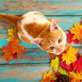食欲の秋！猫と楽しめる秋が旬の食べ物７選