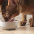 老猫が食べやすい食事とおすすめのフード