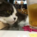 熊本の猫カフェ最新情報｜おすすめ7店をドドーンとご紹介！