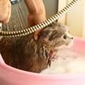 猫にシャワーをする時の温度は何度？洗う頻度やコツ
