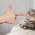 猫を『むやみに叱る』と起こる危険なトラブル4つ！上手な叱り方のコツ…