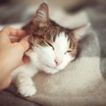 猫の病中病後や介護で役立つ『ケア方法』5つ