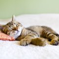 猫が死ぬ夢が意味する5つのこと！夢占いの診断とは