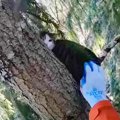 木の上で助けを求める猫…危険な救出活動の結末は？