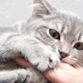 猫が『手』攻撃するのはなぜ？5つの心理