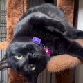 甘えモードの黒猫ちゃん…♡飼い主さんの実家でリラックス中