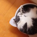 猫のアンモニャイト（ニャンモナイト）とは？丸くなって寝る理由