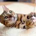 『クールな猫』と上手に遊ぶために…5つのコツと気を付けるべき注意点…