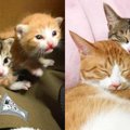 ミルク飲みの兄妹猫を保護……ハプニングで見えた兄妹の絆に感動！