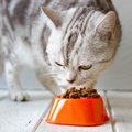 猫のご飯は時間を決めて与えるべきなのか