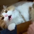 ライオン？箱から飛び出る可愛い猫くん！