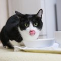 猫の食の好みを知る５つのサイン