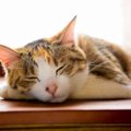 『寝起きの悪い猫』がみせる4つの行動と注意点