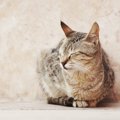 『いじけている猫』の仕草・行動５つ