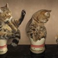 猫の肥満の原因とダイエットの方法