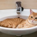 猫が洗面所を好む3つの理由