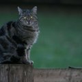 『猫=夜行性』は誤解！猫が本当に活発になる時間帯と、その理由