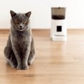 猫の『自動給餌器』を使うメリット・デメリット5つ