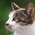 猫の瞳孔が細長いのはなぜ？『瞳』にまつわる豆知識5つ