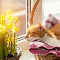 春は猫の『熱中症』に注意！その原因や症状・予防策3つ	