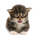 猫が『悲しそうに鳴く』3つの原因とケア方法