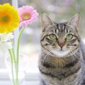 猫に『無害な植物』6選！選ぶときに注意するポイントとは？